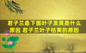 君子兰最下面叶子发黄是什么原因 君子兰叶子枯黄的原因